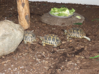 Hermann's tortoise - De Zonnegloed - Animal park - Animal refuge centre 